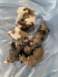 Four Females and One Male Miniature Schnoodle Puppies for Sale $1200